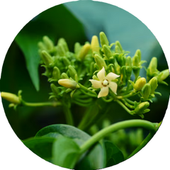 Vitamine B6